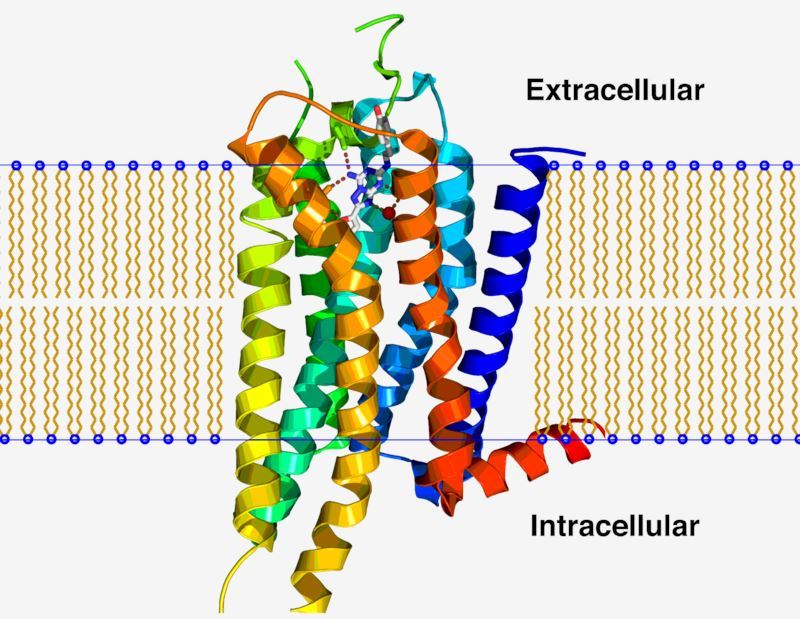 GPR1 Membrane Protein Introduction