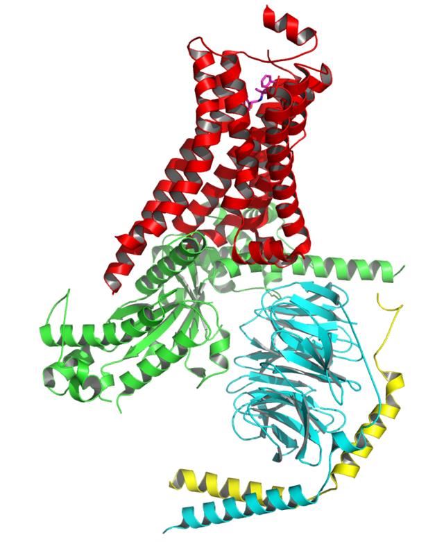 The structure of GPR119 membrane protein.
