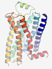 Structure of GPR12 membrane protein.