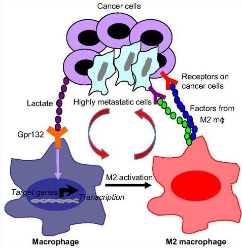 The regulatory mechanism of GPR132 in human breast cancer.