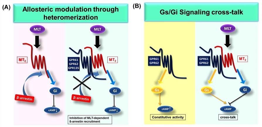 The reciprocal interaction between MT2 receptors and GPR61, GPR62 and GPR135.