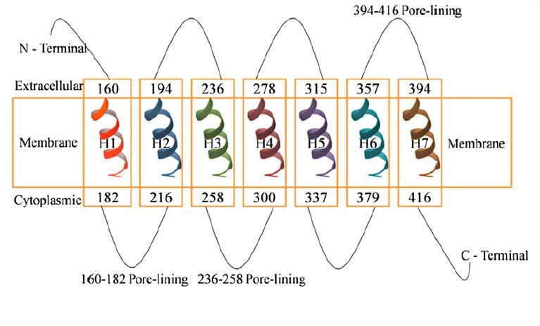 The seven transmembrane domains of GPR142.