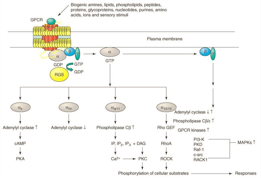 GPCR signaling pathways