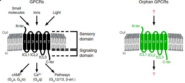 Light-activated human orphan and understudied GPCRs