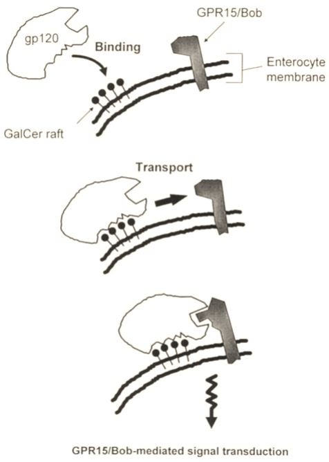 GPR15/Bob-mediated signal transduction