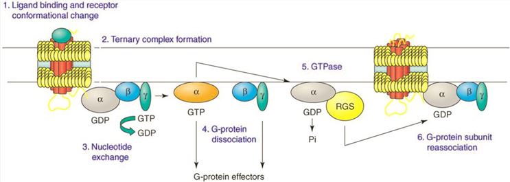 The G-protein activation/deactivation cycle