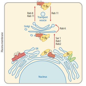 GPCRs initially interact with their signaling partners before they leave the biosynthetic machinery