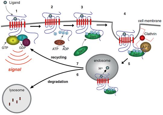 Major cellular events of GPCR signaling and trafficking.
