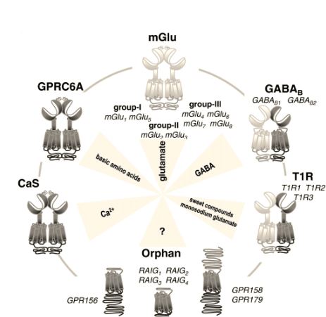 Schematic representation of the members of class C GPCRs