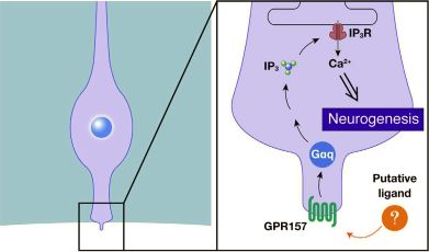 Model of GPR157 signaling in radial glial progenitors