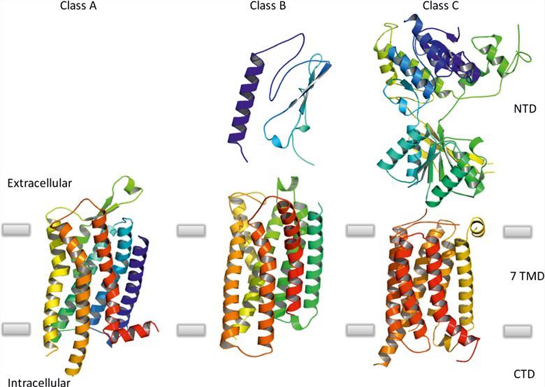 Representative structures of G protein-coupled receptors from Class A, B, and C.