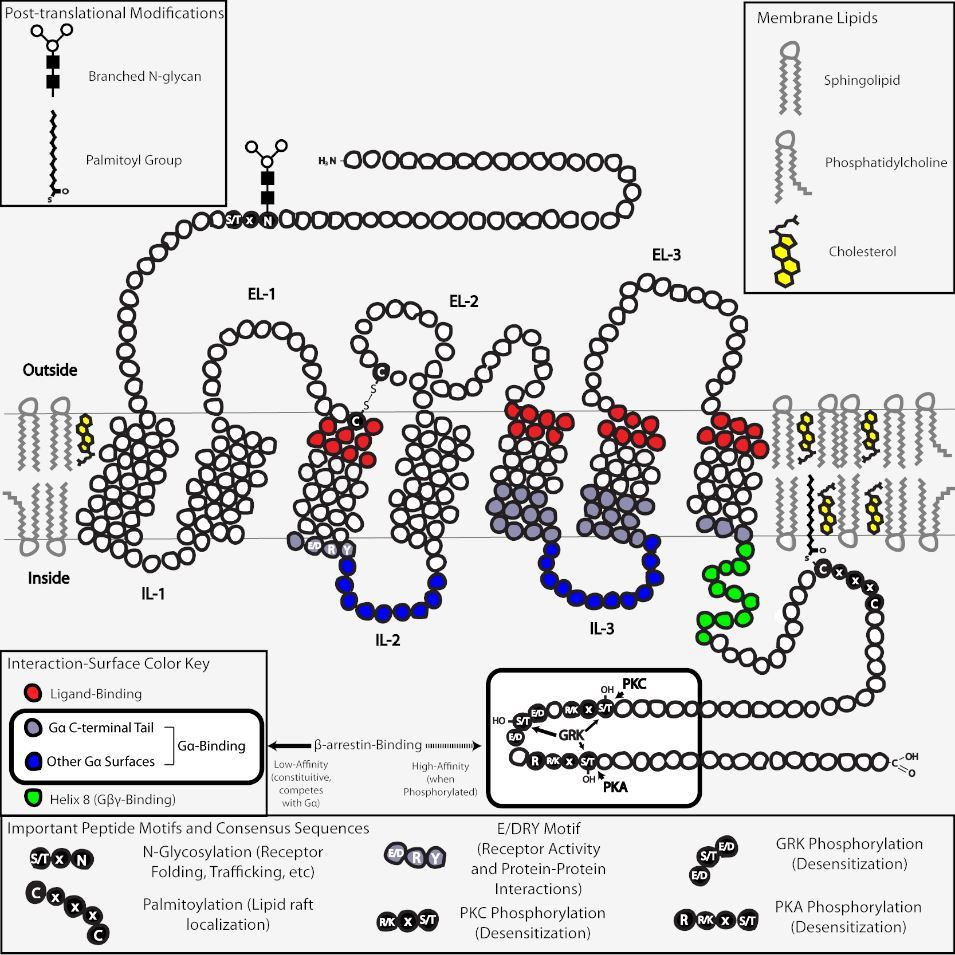 Two-dimensional schematic of a generic GPCR set in a lipid raft.