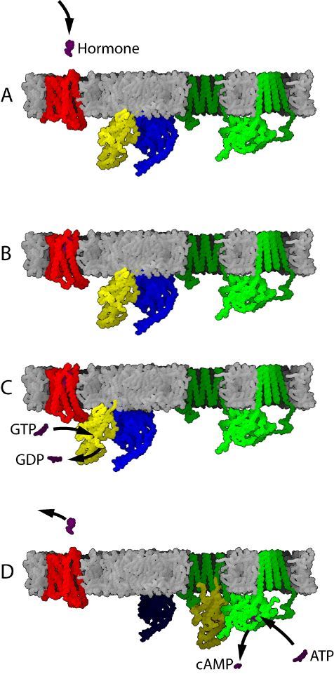 G-protein-coupled receptor mechanism.