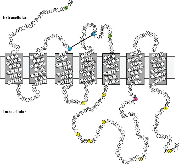 Putative Model of Mouse GPR173 Disposition in the Membrane.