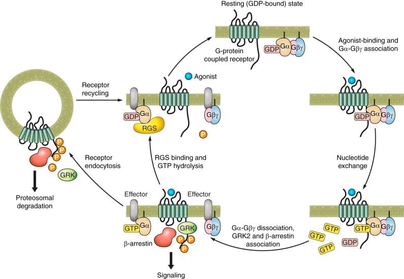 G protein-coupled receptor activation and reactivation.