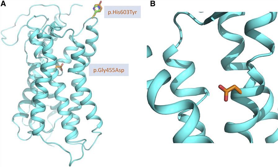 3D model of the transmembrane region of GPR179.