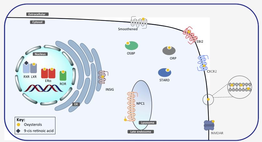 The signaling pathway of GPR183 (EIB2) in inflammation.