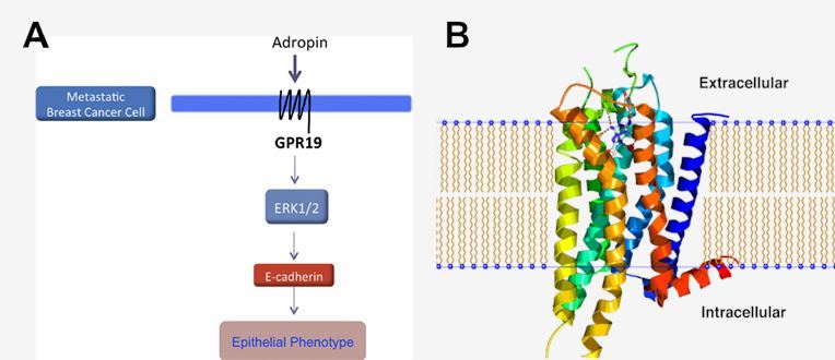 The signaling pathway of GPR19 and the schematic diagram of a GPCR.