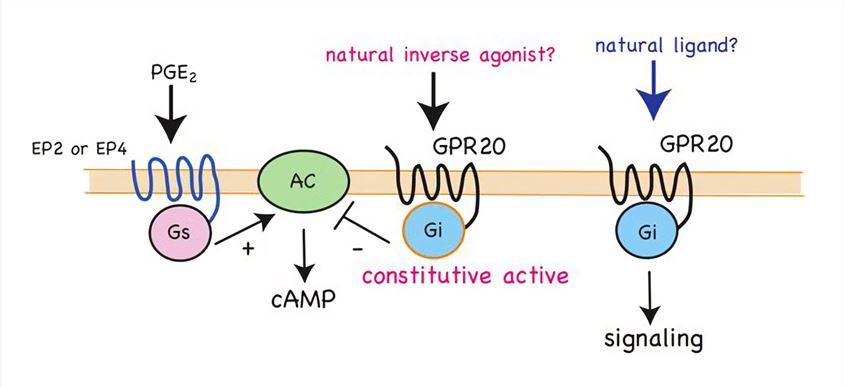 Functional diagram of GPR20.