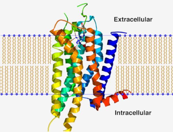 GPR22 Membrane Protein Introduction
