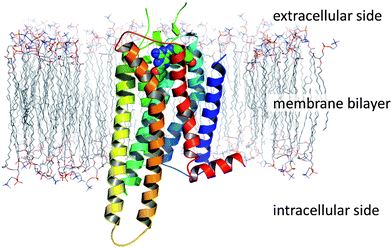 Structure of GPR25 membrane protein