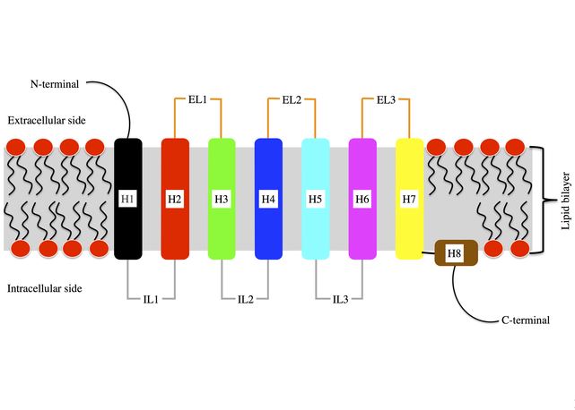 Schematic view of the overall structure of a G protein-coupled receptor (GPCR).