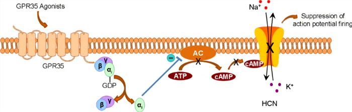 Diagram illustrating the proposed mechanism by which GPR35 agonists suppress action potential firing in hippocampal interneurons.