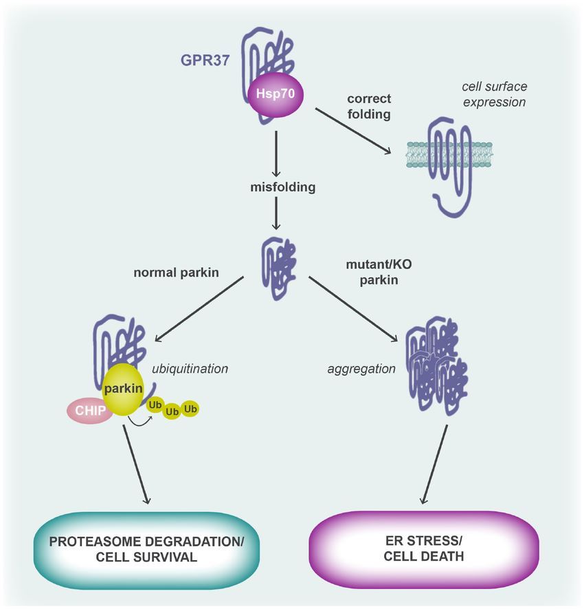 GPR37 folding and its role in cell fate.