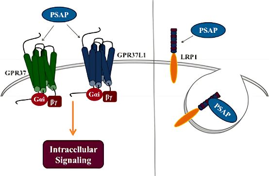 Cell surface receptors for prosaposin. Secreted prosaposin (“PSAP”) can initiate intracellular signaling <em>via</em> binding to GPR37 and GPR37L1.