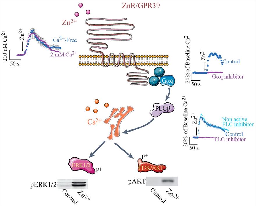Schematic representations of common Zn2+ sensing receptor, ZnR/GPR39, signaling in epithelial cells.