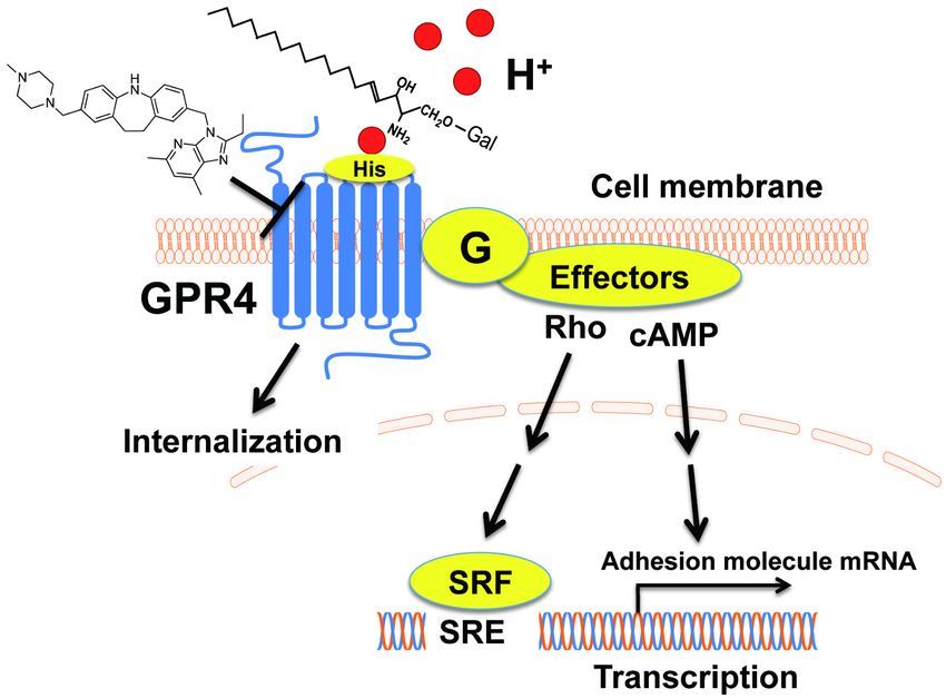GPR4 signaling pathways and action modes of theimidazopyridine compound and psychosine as the GPR4 modulator and antagonist.