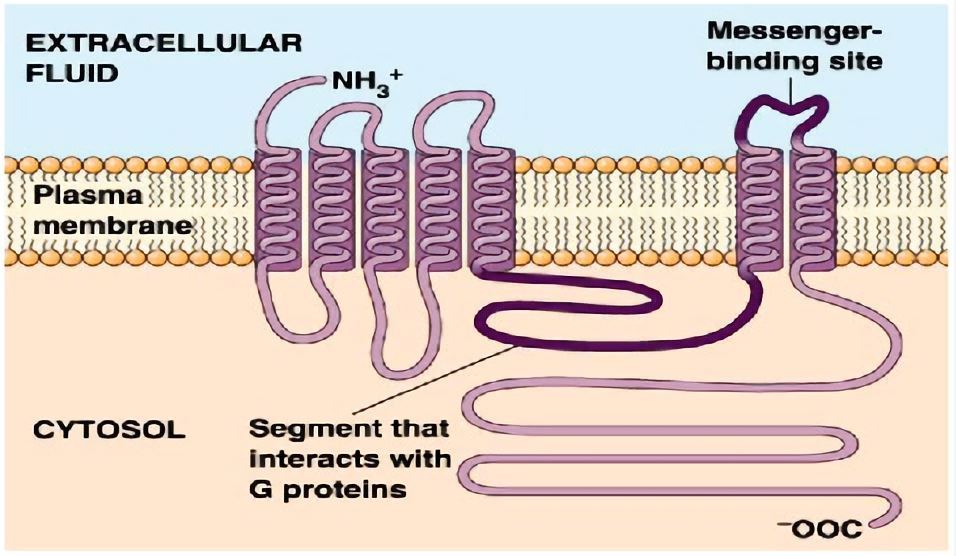 Schematic drawing of a G protein-coupled receptor structure.
