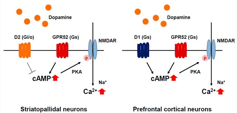 Striatal-enriched GPCRs in medium-sized spiny neurons (MSNs) in striatum