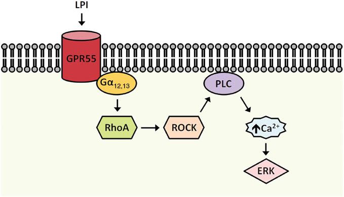 Overview of the GPR55 signaling pathway by LPI.