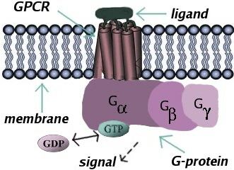G-protein-coupled receptor and G-protein.