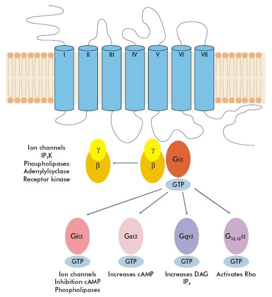 Schematic drawing depicting the 7 helices and the different pathways upon G protein coupling.