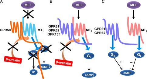 Cross talk between melatonin receptors and orphan GPCRs.