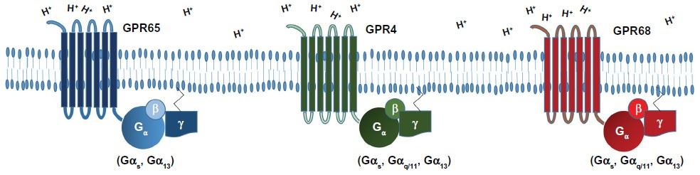 Biological roles and G protein coupling of the pH-sensing GPCRs.
