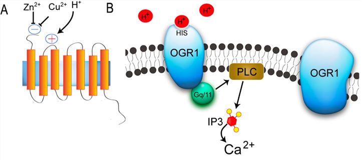 Activation of ovarian cancer G protein-coupled receptor 1 (OGR1) by extracellular acidification. (A) Proton has been suggested as agonists of OGR1. Cu2+ and Zn2+ inhibit pH-dependent OGR1 activation, and (B) His residues that have been reported to be involved in the proton-sensing process are bolded and underlined in OGR1.