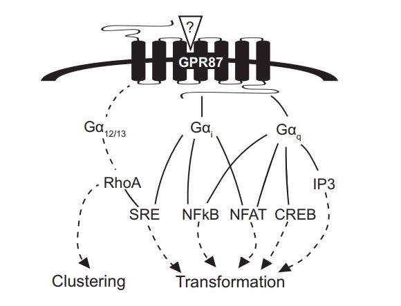 Signal transduction by GPR87 and its role in cell clustering and transformation.
