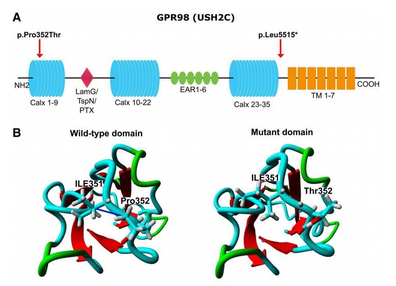A Schematic representation of the very large G-protein coupled receptor 1.