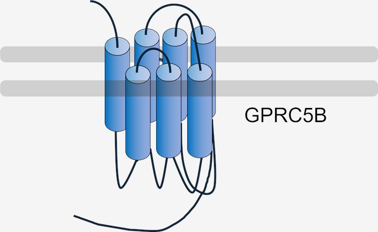 GPRC5B Membrane Protein Introduction