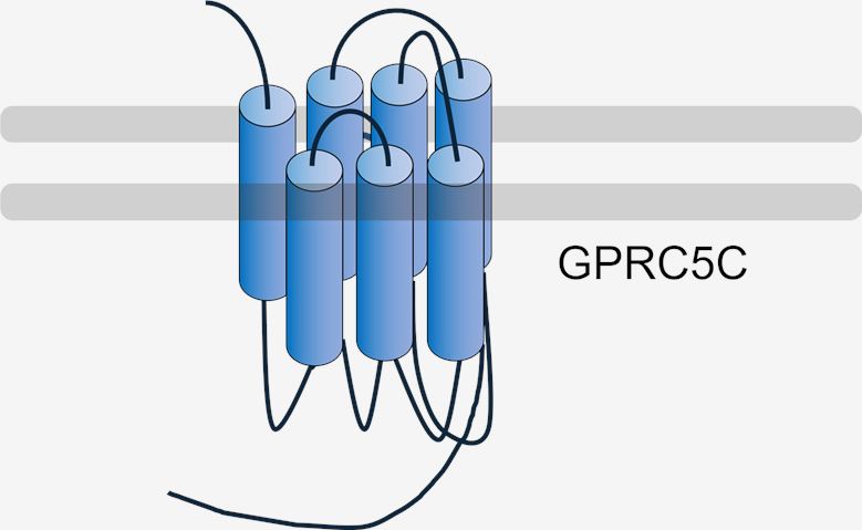 GPRC5C Membrane Protein Introduction