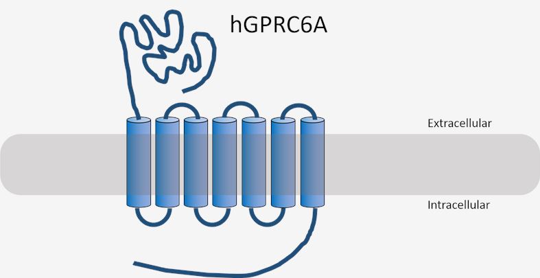 GPRC6A Membrane Protein Introduction