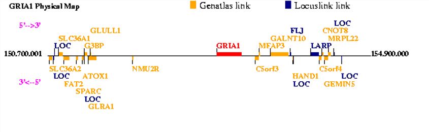 Physical map of GRIA1.