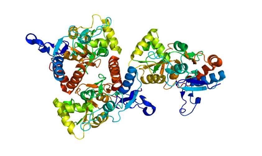 Structure of the GRIA2 protein.