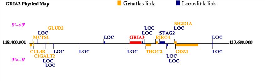 Physical map of GRIA3.