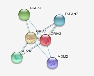 Interacting Proteins for GRIA4 Gene.