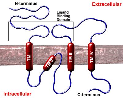 General structure of an ionotropic glutamate receptor subunit.