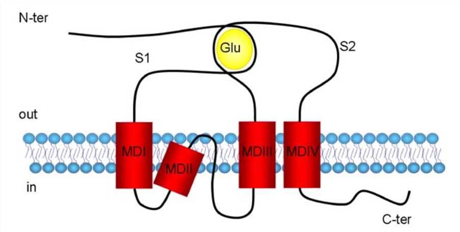 GRIK3 Membrane Protein Introduction